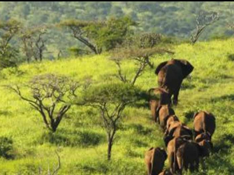 thanda-game-reserve-safari-informatie-zuid-afrika