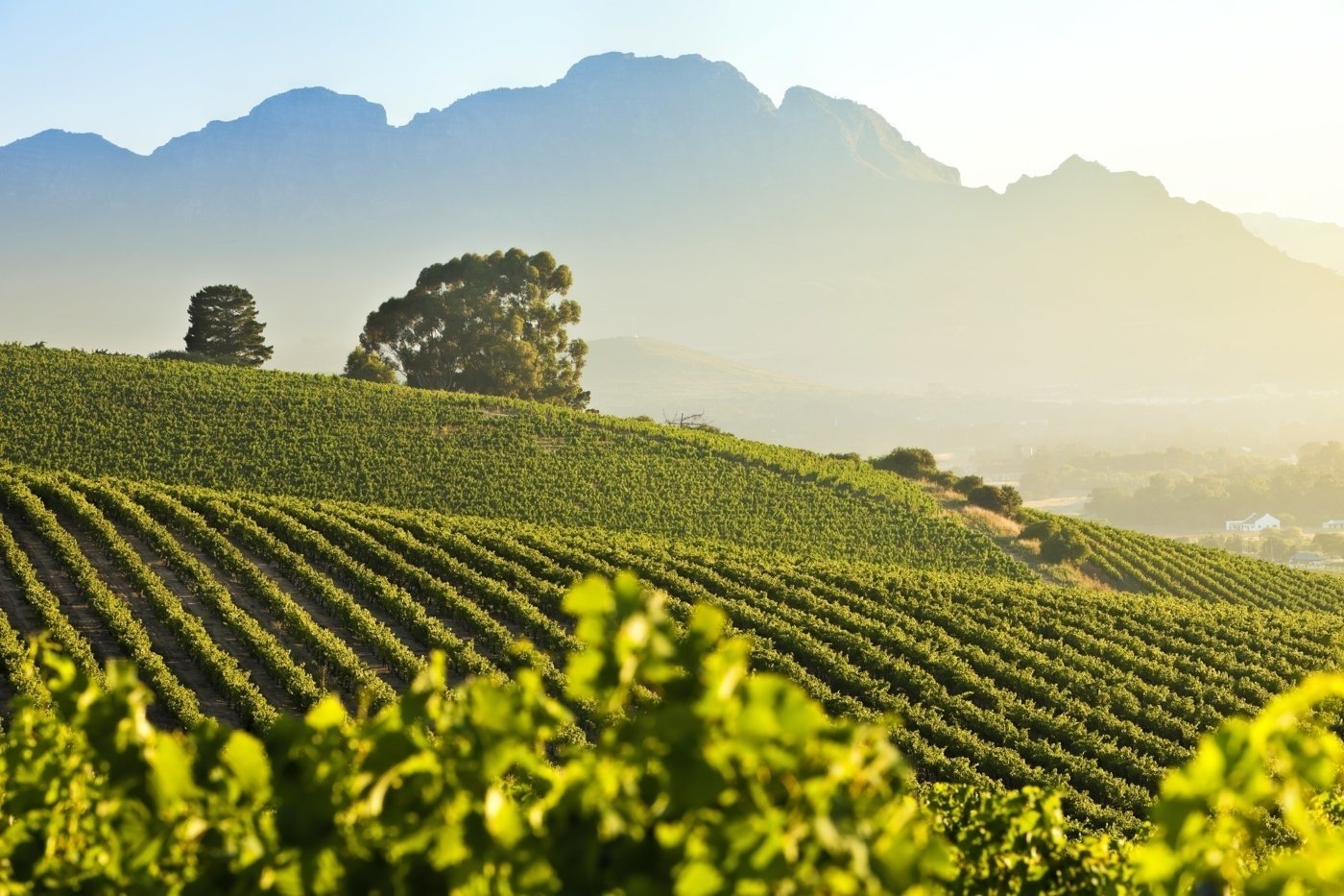 helicopter-tours-in-zuid-afrika-stellenbosch-wine-farms