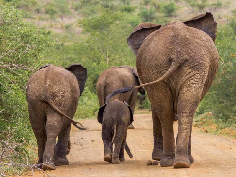 hluhluwe-umfolozi-game-reserve-zuid-afrika-elephants