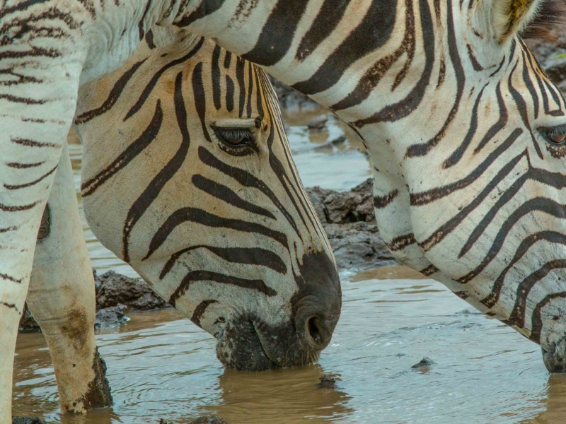 hluhluwe-umfolozi-game-reserve-zuid-afrika-zebras
