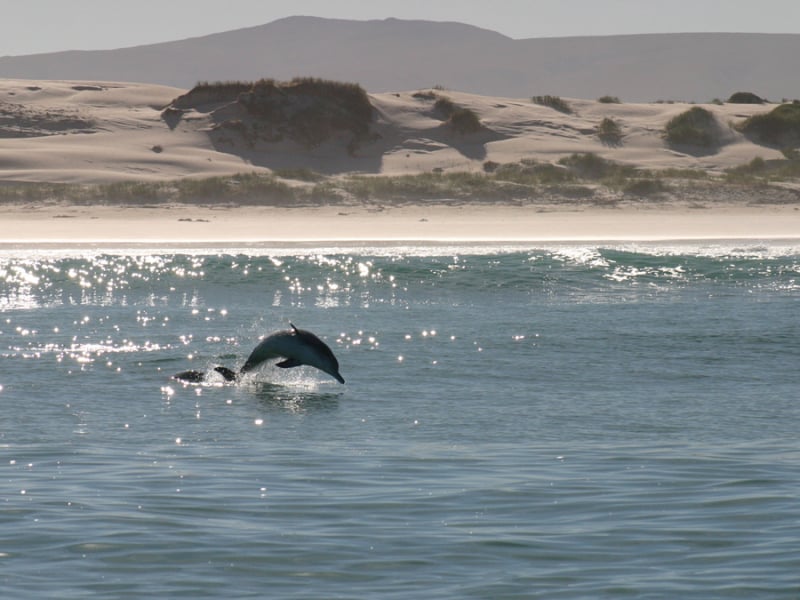 humpback dolfijnen zuid afrika