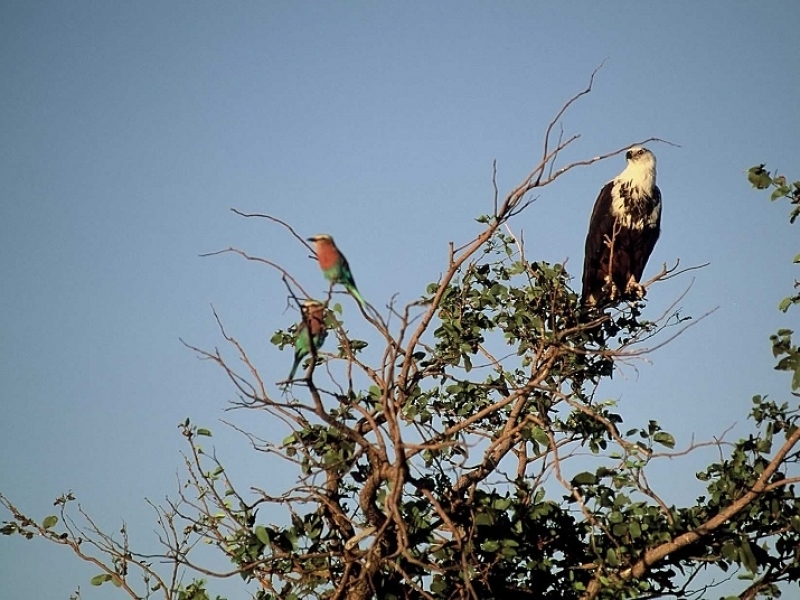 hwange-national-park-in-zimbabwe vogel