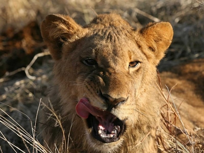 zimbabwe national park lion