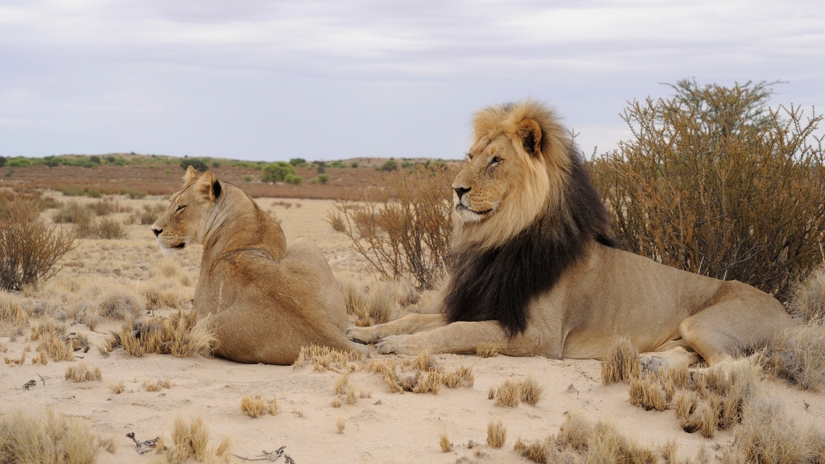 kgalagadi-transfrontier-park-northern-cape-south-africa