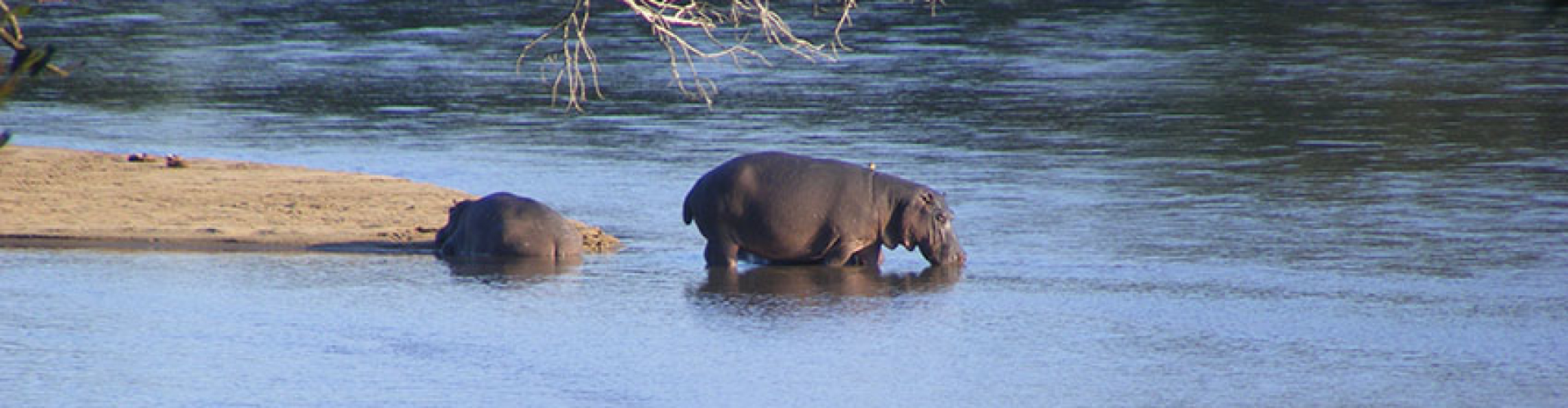 klaseire-game-reserve-zuid-afrika-safari-nijlpaarden