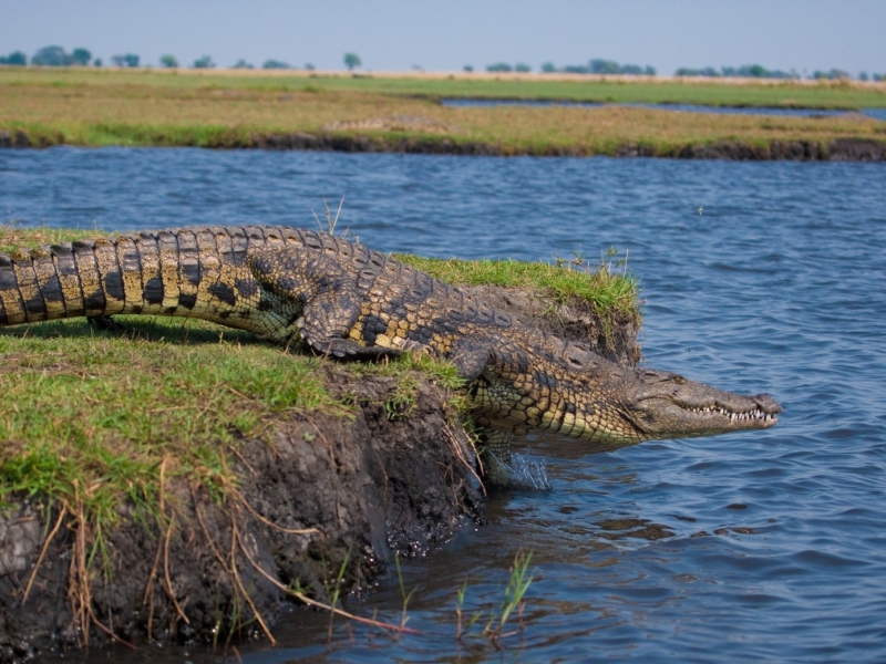 krokodil-chobe-national-park-botswana