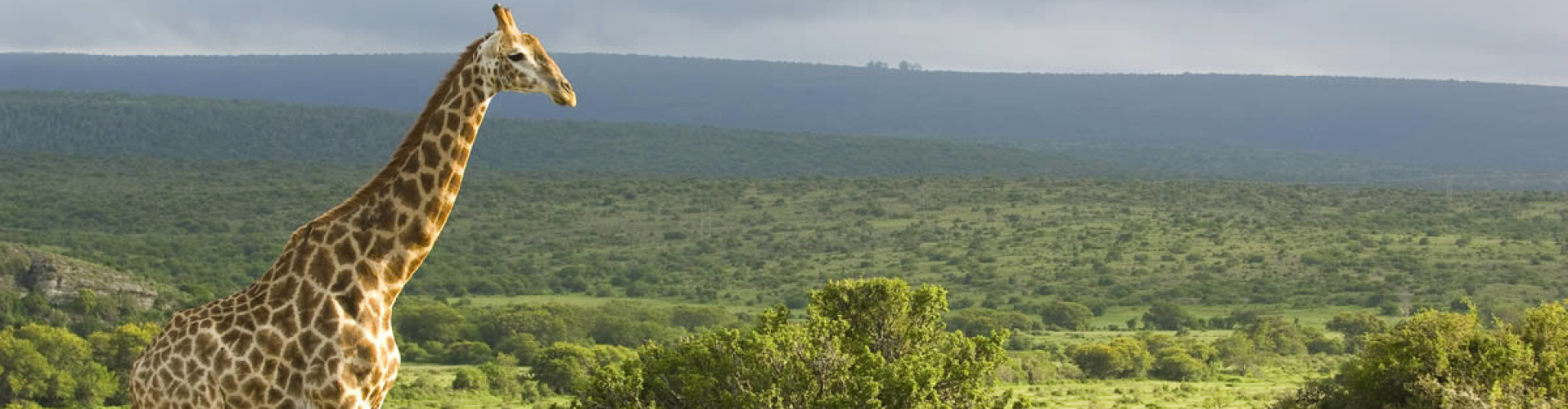 kwandwe-zuid-afrika