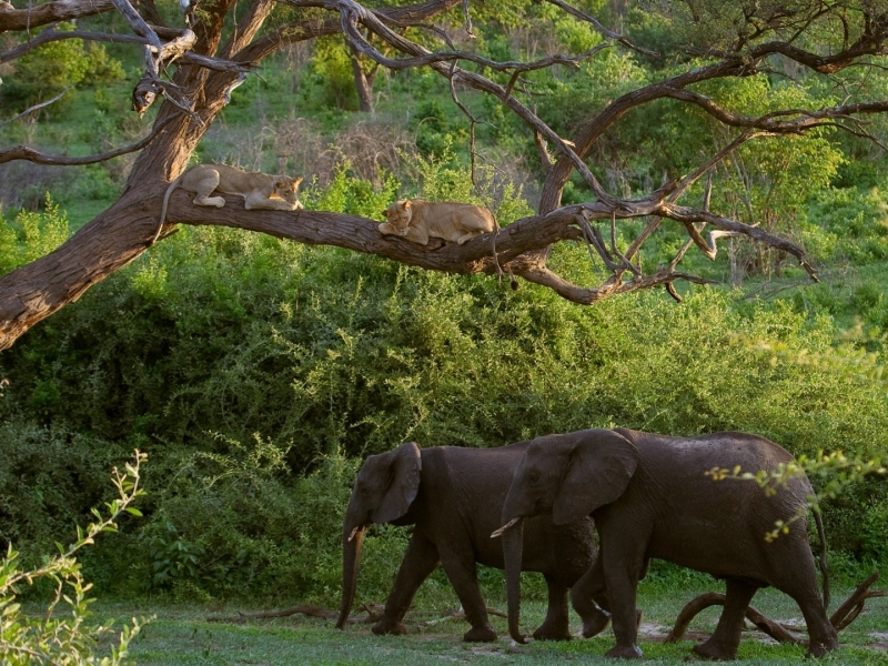 botswana leeuwen-olifanten-chobe-national-park