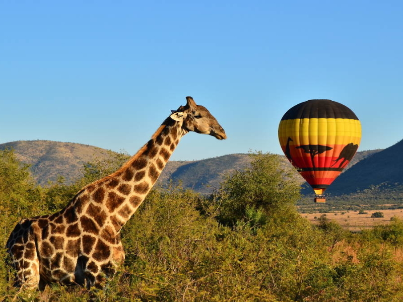 luchballon-varen-hot-air-balloon-zuid-afrika-pilanesaberg-safari