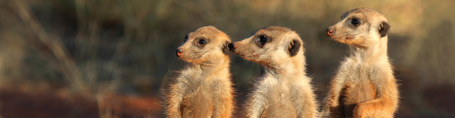 meerkatten-spotten-in-zuid-afrika