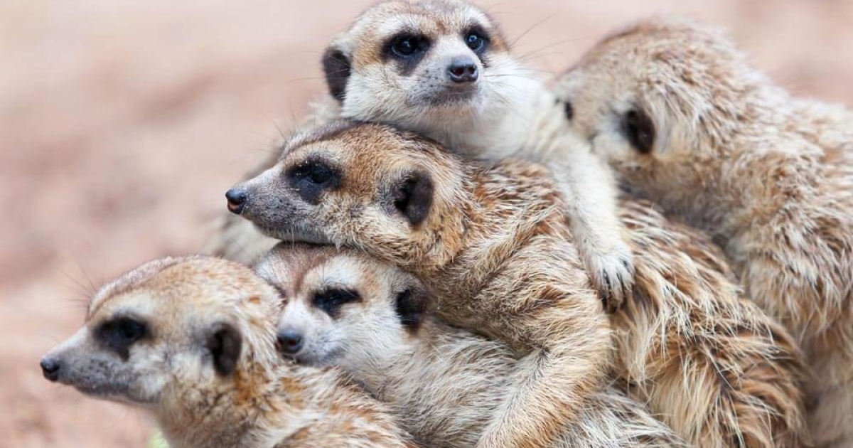 Meerkatten spotten Zuid-Afrika | Activiteiten | Exclusive Culitravel