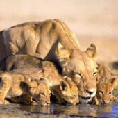 moeder-leeuw-met-kleintjes-cubs-tijdens-safari-in-zuid-afrika-kruger-park-madikwe-welgevonden-addo-pilanesberg