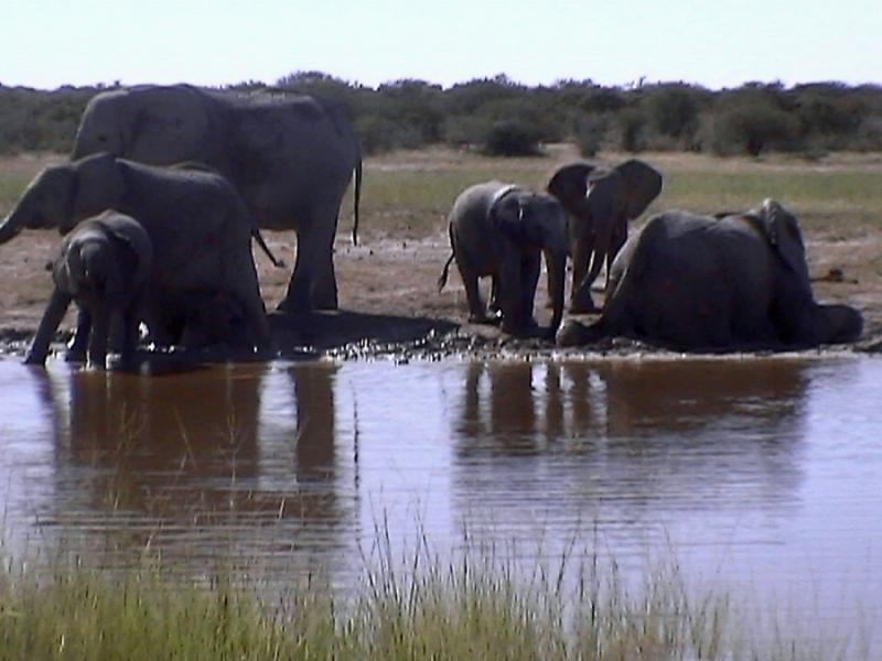 namibie olifanten etosha