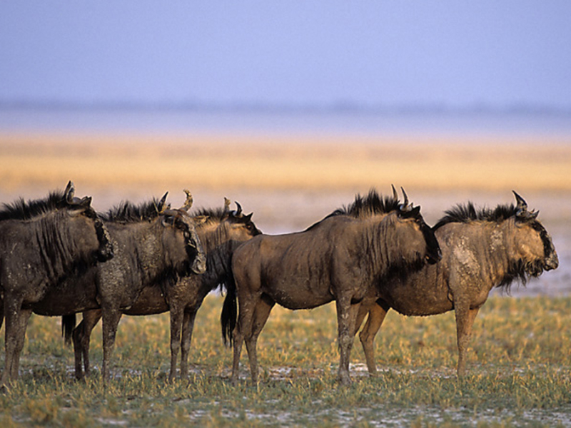 namibie-dieren-wildebeest