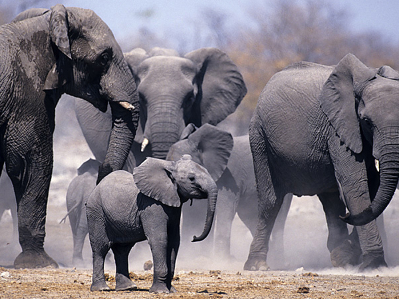 namibie-olifanten.