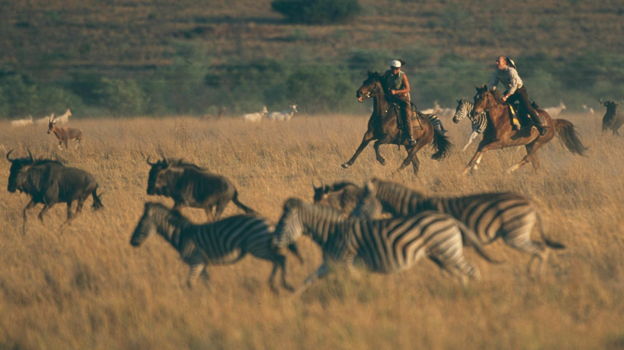 paardrijden-in-zuid-afrika-safari-kudde-dieren