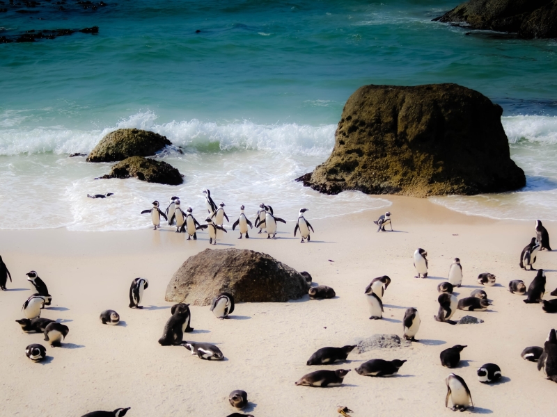 penguins-op-boulders-beach-bij-kaapstad