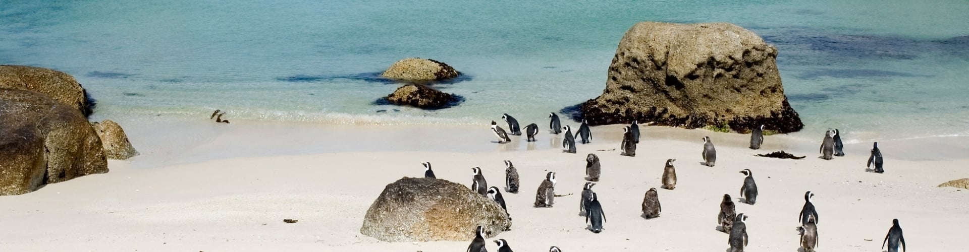 pinguins-spotten-zuid-afrika