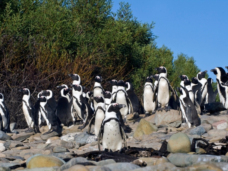 pinguins-spotten-zuid-afrika-robben-eiland-kaapstad