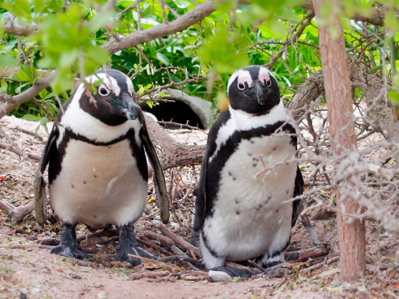 pinguins-zuid-afrika