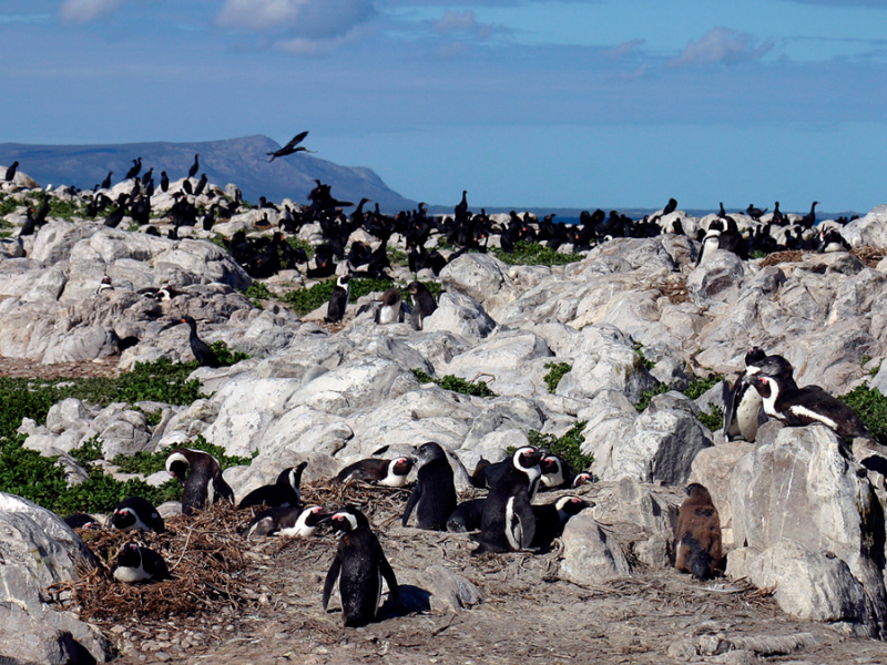 pinguin-colonie-in-zuid-afrika