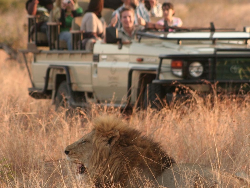 safari-gamedrive-manyeleti-tintswalo