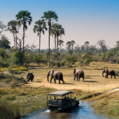 safarireizen-zuid-afrika-botswana-olifanten