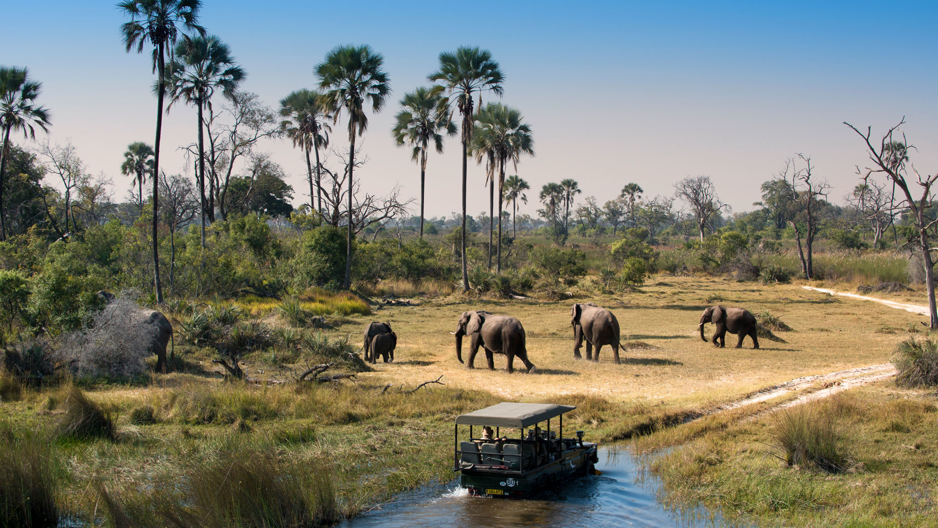 safarireizen-zuid-afrika-botswana-olifanten