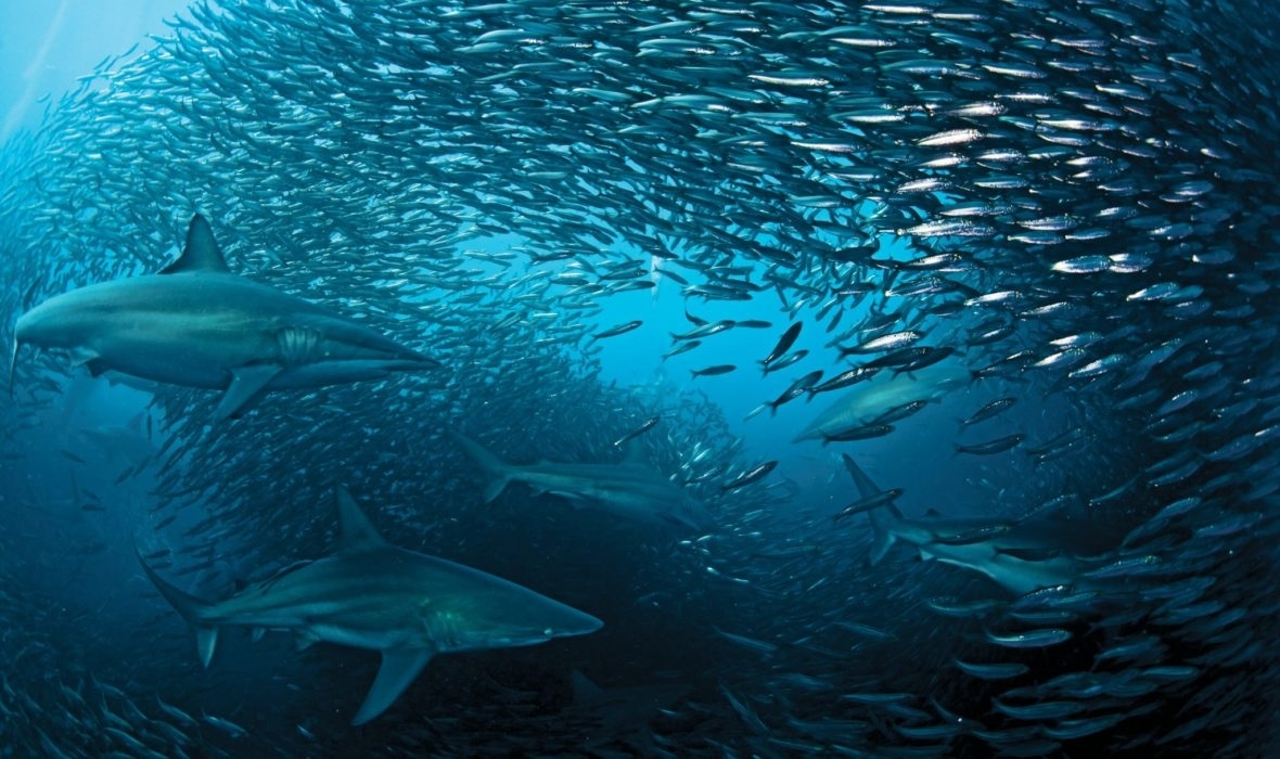 sardine-run-protea-banks