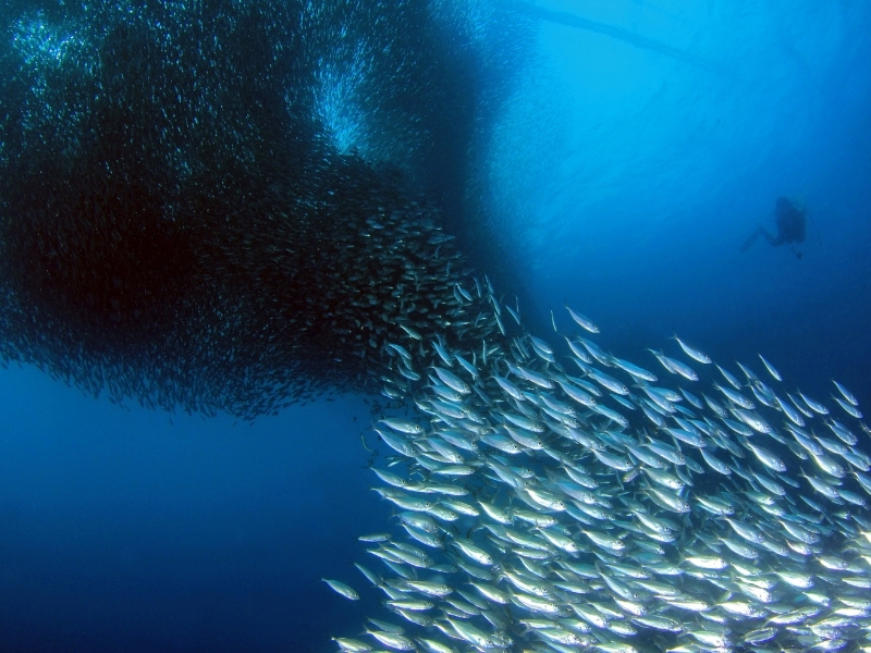 sardine-run-zuid-afrika-duiken-en-snorkelen