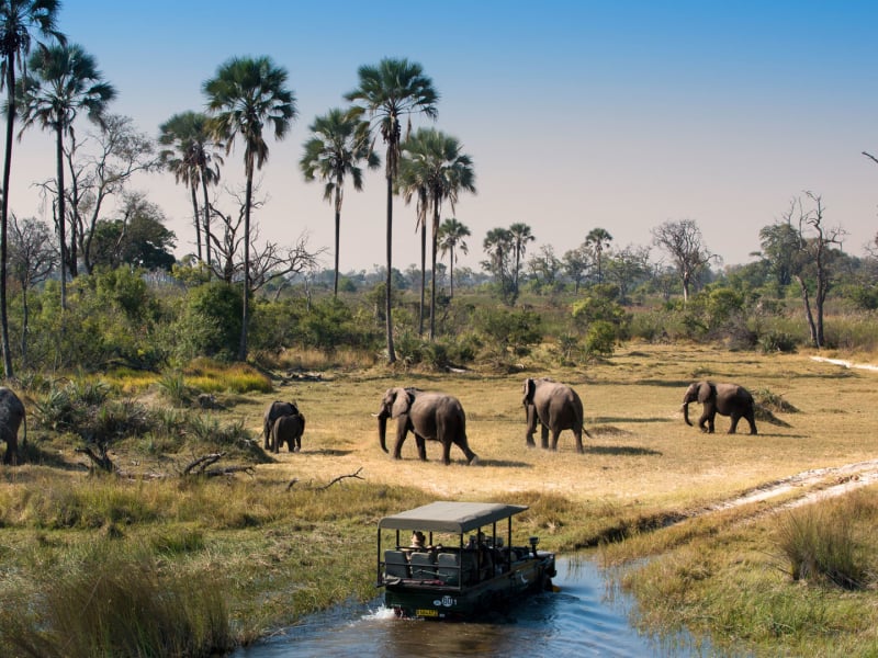 signature-safarireizen-zuid-afrika-botswana-olifanten