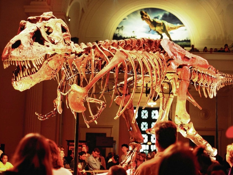 south-african-museum-dinosaurus