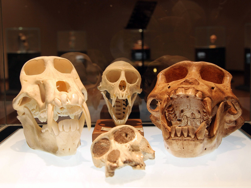 south-african-museum-skulls