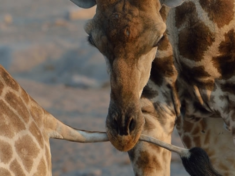 the-royal-fischer-hotel-bloemfontein-giraffe
