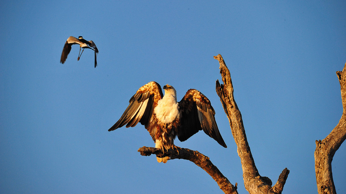 vogels-spotten-zuid-afrika-krugerpark-fish-eagle-and-blacksmith-plover