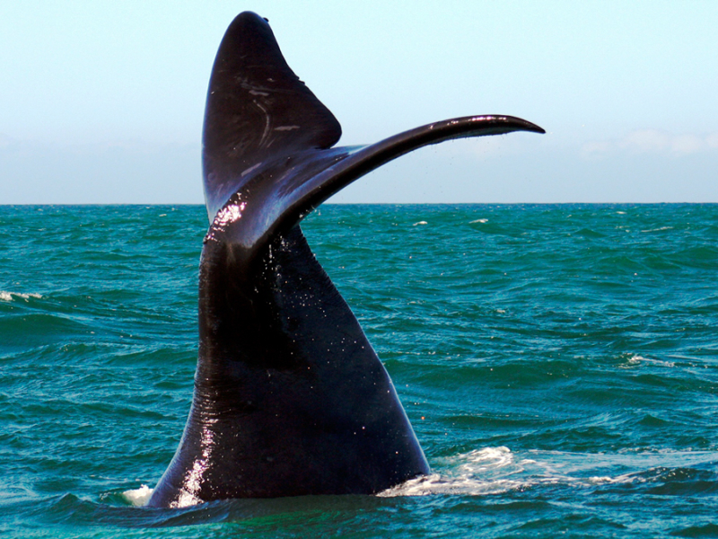 walvissen-spotten-zuid-afrika