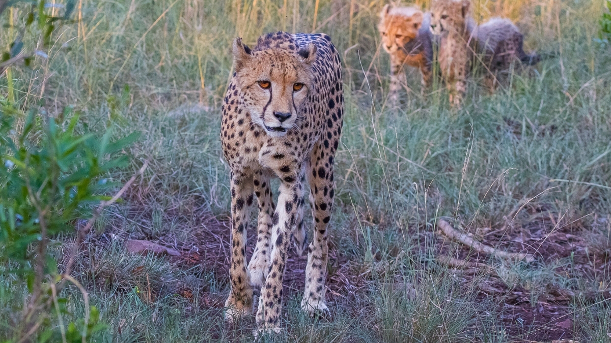 wildt-cheetah-and-research-centre-gauteng-south-africa