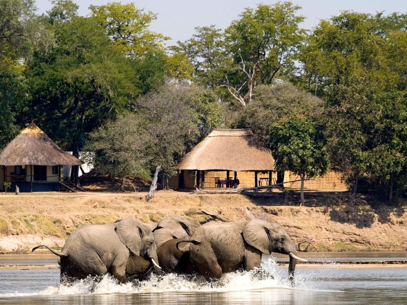 zambia-safari