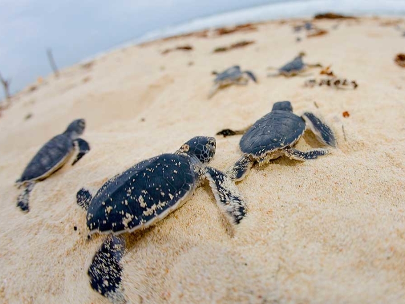 zeeschildpadden-spotten-sea-turtle-hatchlings