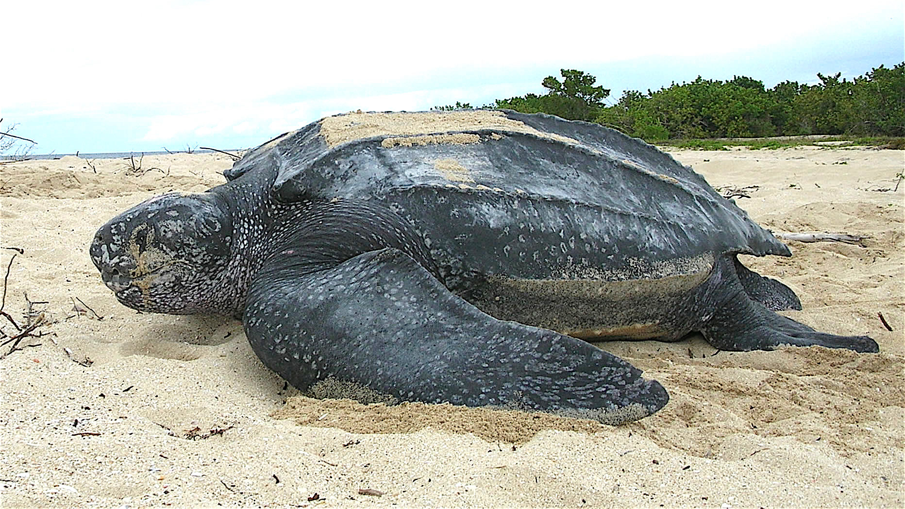 zeeschildpadden-spotten-zuif-afrika-leatherback_sea_turtle