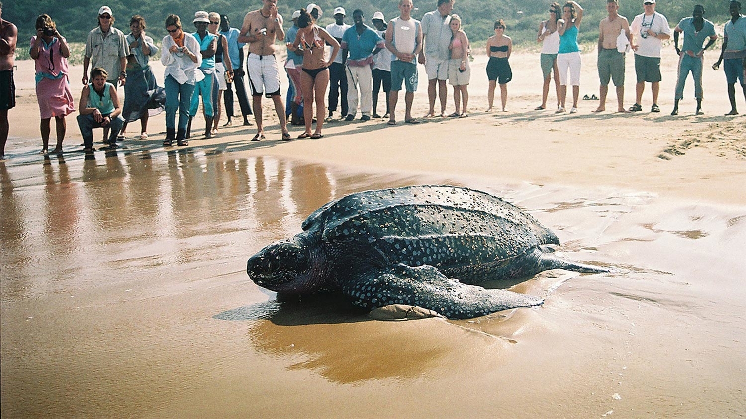 zeeschildpadden tracking monitoring zuid afrika