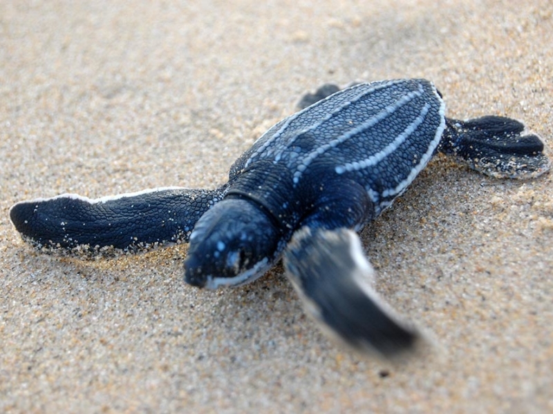 zeeschildpadden tracking monitoring zuid afrika