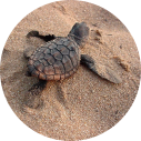 Zeeschildpadden Zuid-Afrika Tracking & Moitoring - Loggerhead Schildpad