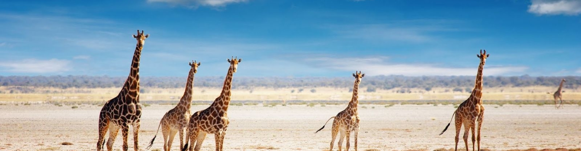 zimbabwe-etosha-giraf