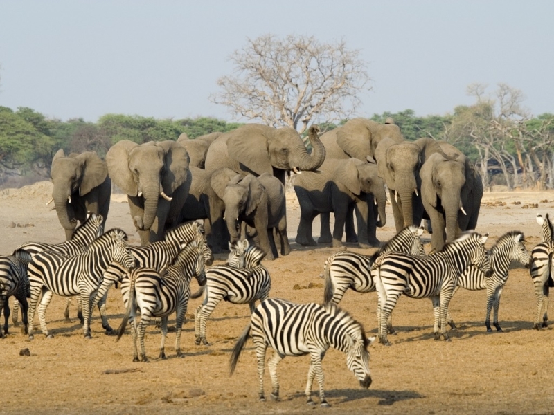 zimbabwe-safari