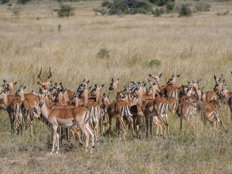 herd-of-impala-north-west-province-south-africa