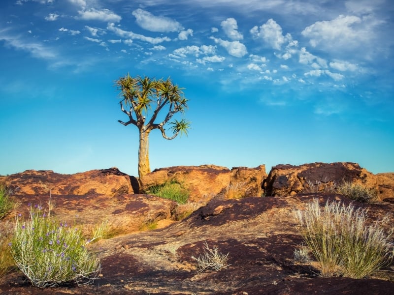 quiver-tree-northern-cape-south-africa