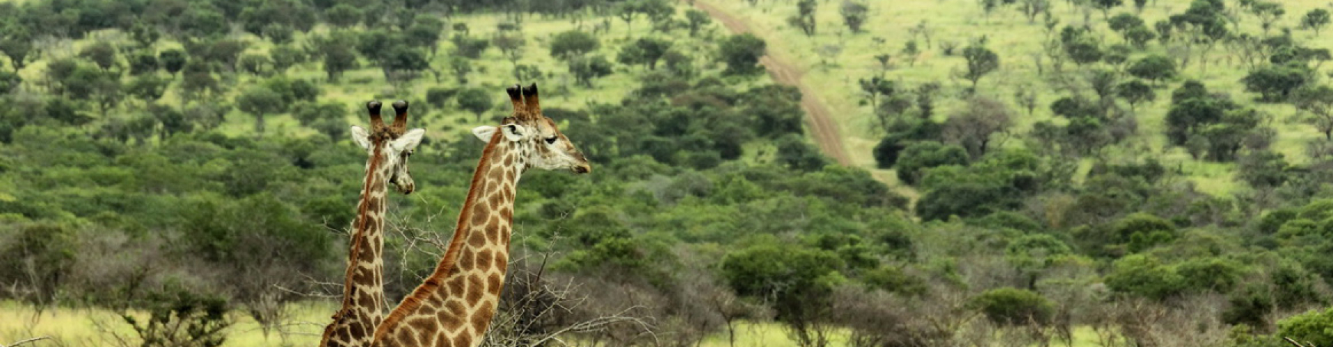 thanda-private-game-reserve-safari-lodge-kwazulu-natal-giraffe