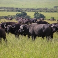 cape-buffaloes-5929180_1920