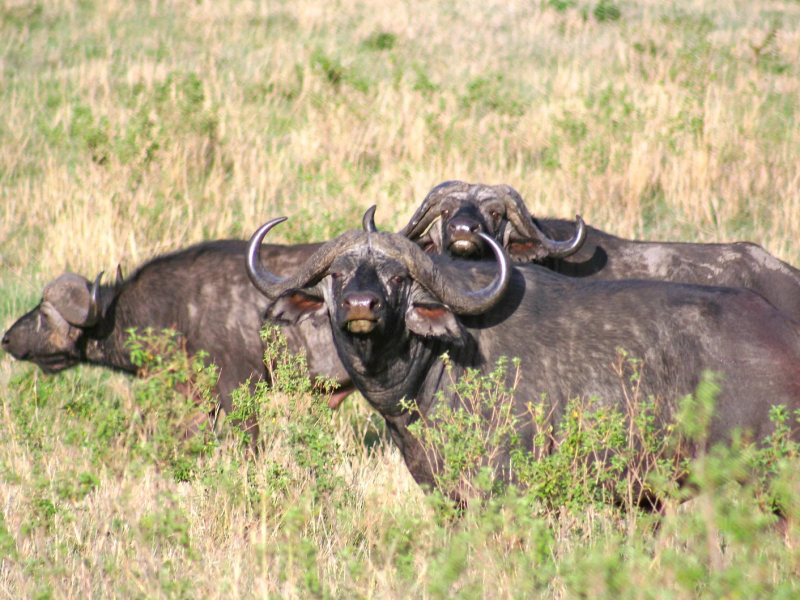 esiweni-luxery-safari-lodge-buffalo